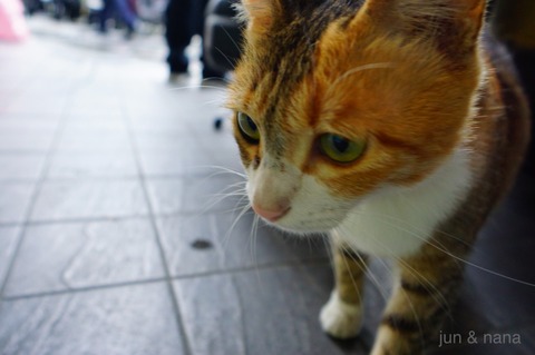 batch_DSC05789