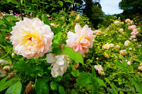 batch_DSC03596