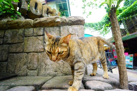 batch_DSC05442