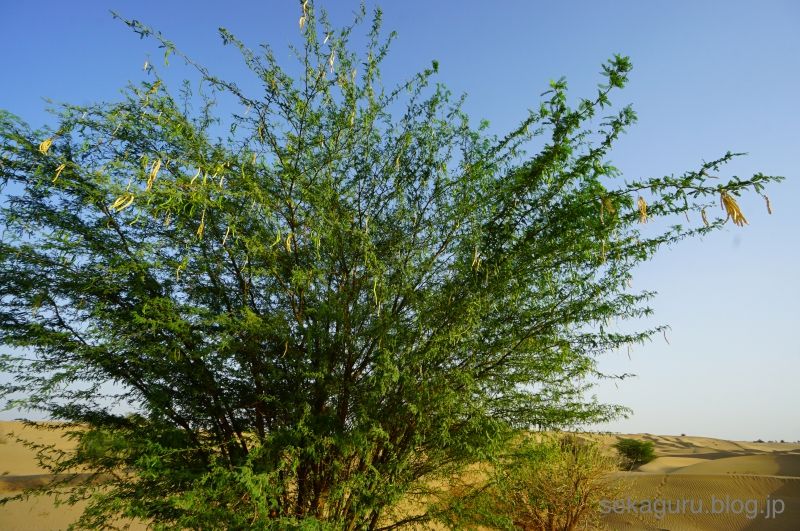batch_DSC03080