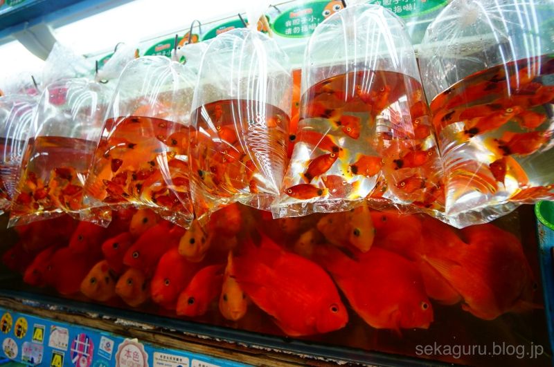 香港の2大マーケット 女人街 世界一長いエスカレーター 世界をグルっとハネムーン