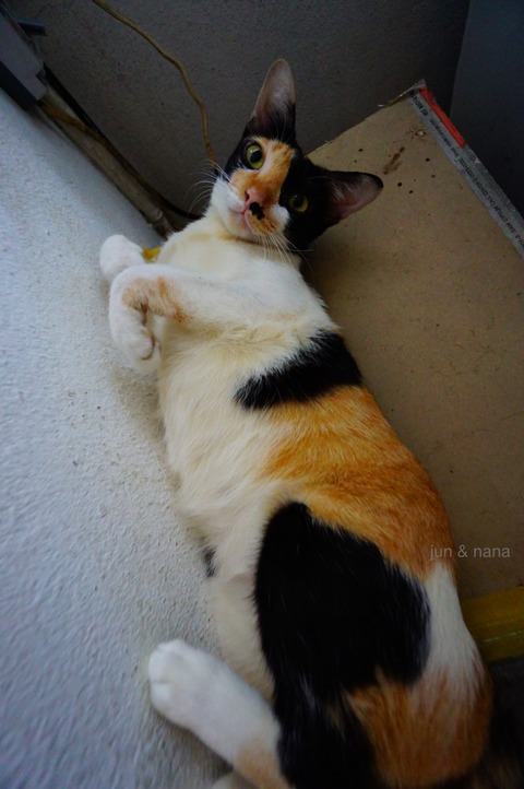 batch_DSC06521_サンペン
