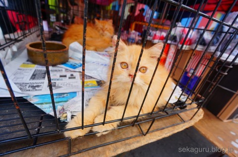 batch_DSC02941