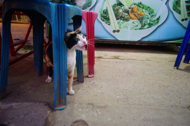 batch_DSC07206