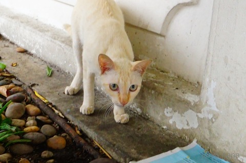 batch_DSC07780