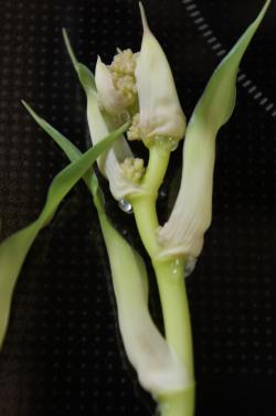 幸福の木の花14 Juno Cuisine 幸福の木の花14 Juno Cuisine