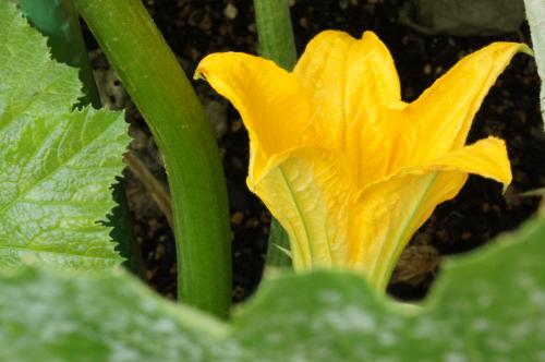 ＊沖縄ベランダ家庭菜園～ズッキーニの花が咲きました～＊