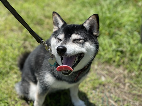 モンロー生誕95周年の納豆ランチと麻婆豆腐
