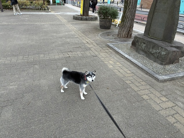 0CB9014E-19BB-4464-AFC0-2D22DD0D724F_1_105_c