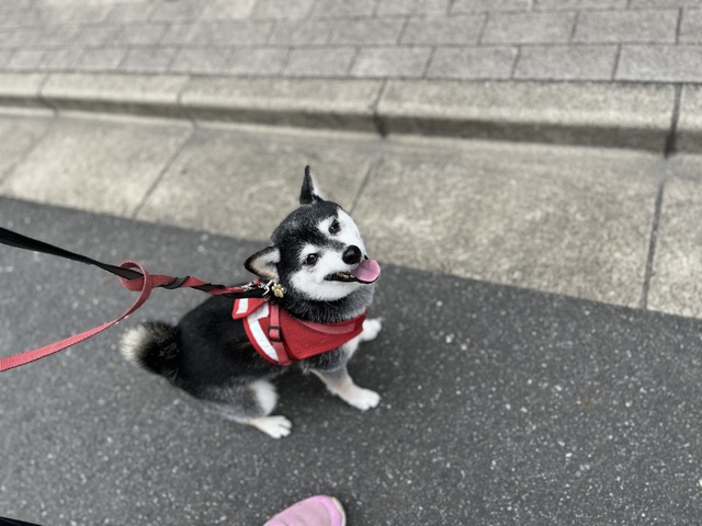 曇天の冷麦ランチとポークソテー