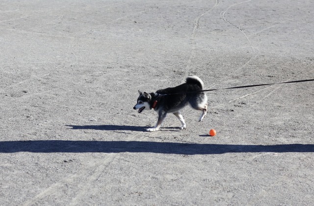 4B0397EA-2465-4D3A-88D9-2244A428A2E3_1_201_a