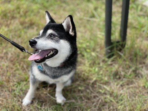 秋晴れのお赤飯ランチと命のスープとトニー賞