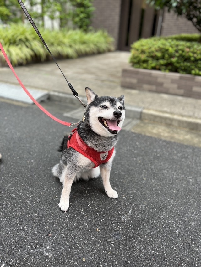 梅雨盛りのぶっかけうどんとナスポーク味噌炒め