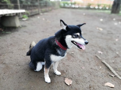 秋日和のトーストランチと焼肉の宴