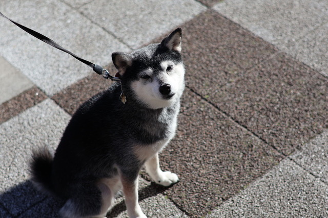 3C9EA682-5A3E-4A53-A17D-9EBBFCC4442F_1_105_c