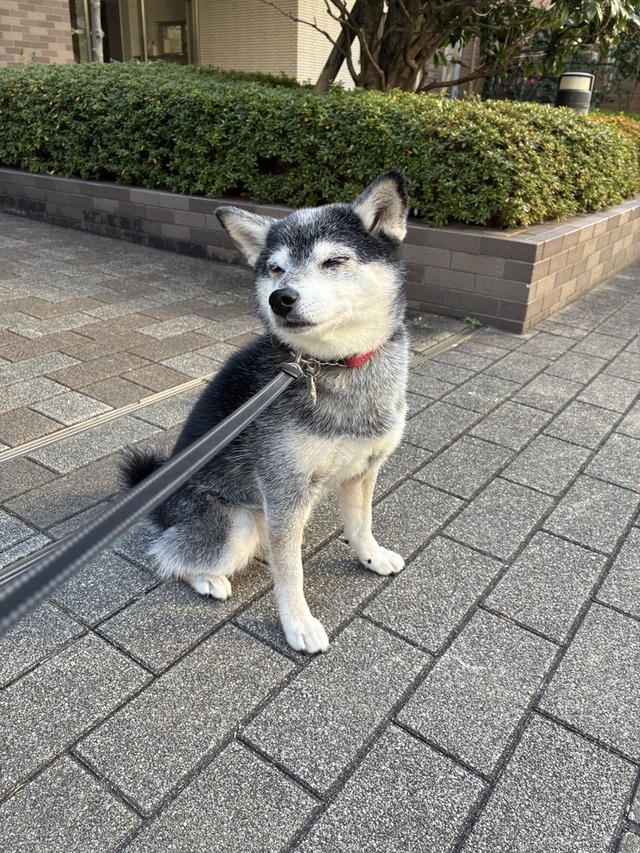 睦月中日のたまごソーセージとレンコンポーク
