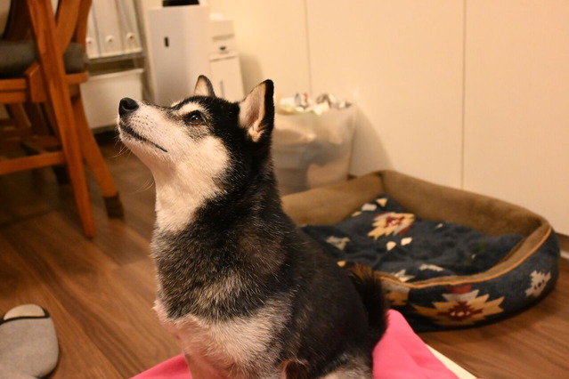 猛暑のペペロンチーニパスタとブロッコリーポーク