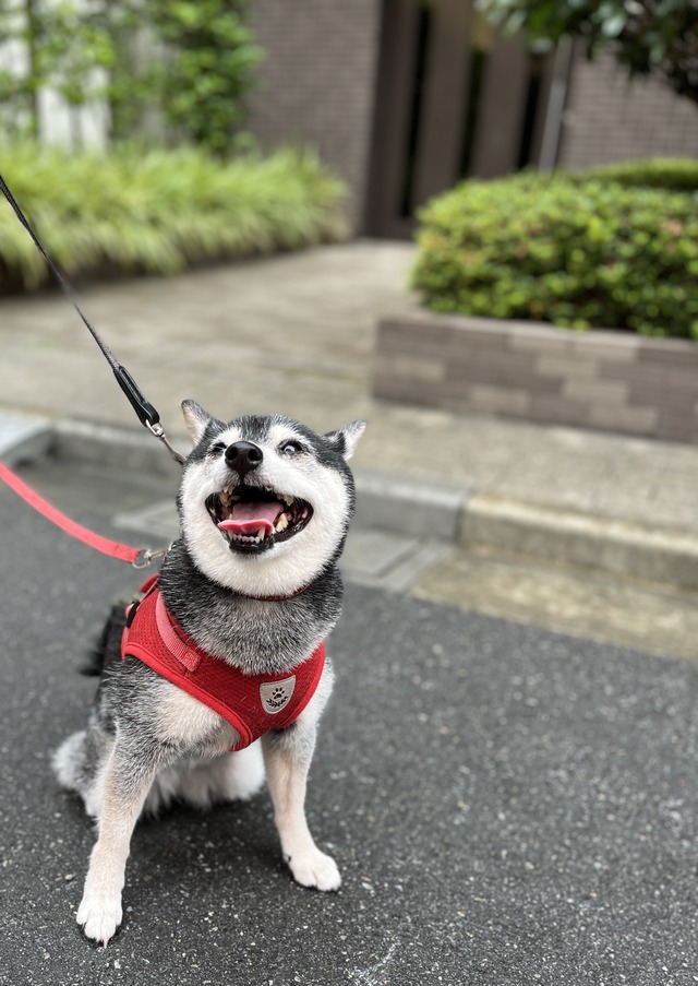 F8E6988C-1185-45C0-ABB5-4D889A9C03C3_1_201_a