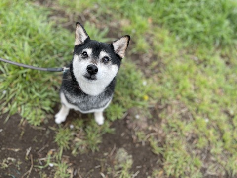 プランタン盛りの稲庭うどんとサーモンフライ
