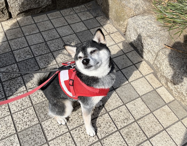 立春のカレーうどんとブリテリ