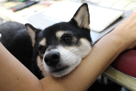 秋雨のふりかけご飯とサンマと金麦