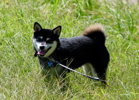 秋雨の厚揚げあんかけとジョンレノン切手