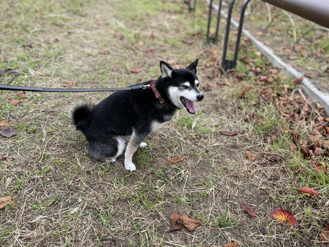 B2BEBBC5-599F-4370-BCF5-F0ECFA4EA27C_1_201_a