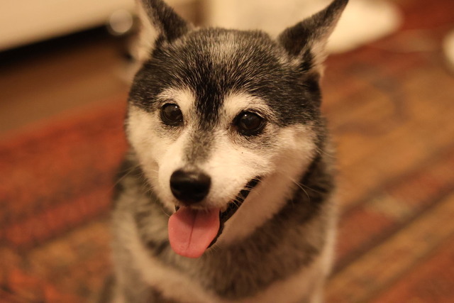 夏日の納豆ランチと牛しゃぶ