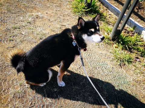 IMG_20180112_113643_1