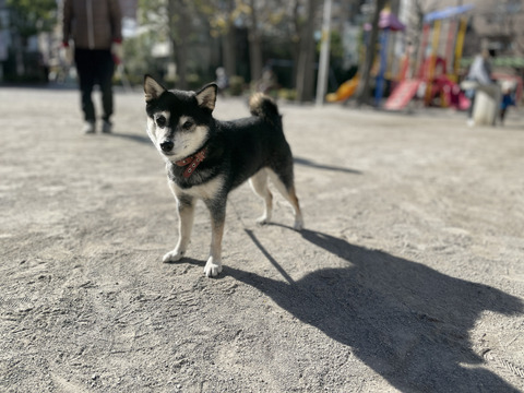 歳末の唐揚げ定食とバブアーとチーズピザ