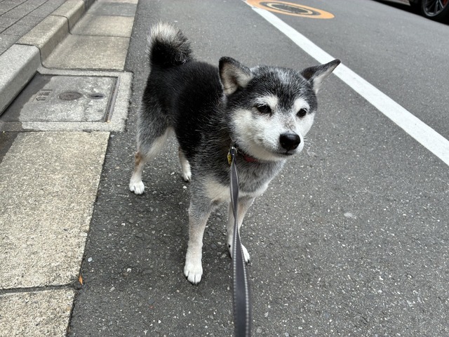 1C62144D-4E3D-4273-A9B3-57928E11B171_1_105_c