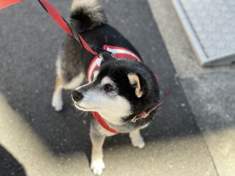 晴天のセキネパンと鯖味噌煮とウクライナ危機
