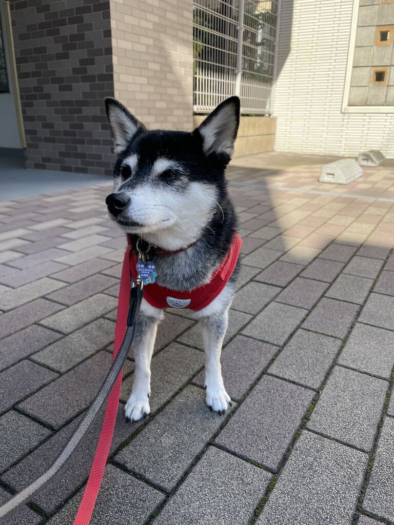 秋晴れの無印カレーと秋刀魚の味 観音裏黄昏備忘録