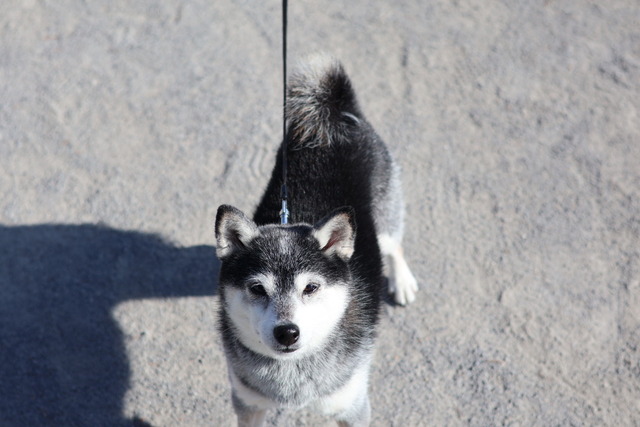 E068C25F-681B-48D5-A802-7B02B5923A50_1_105_c