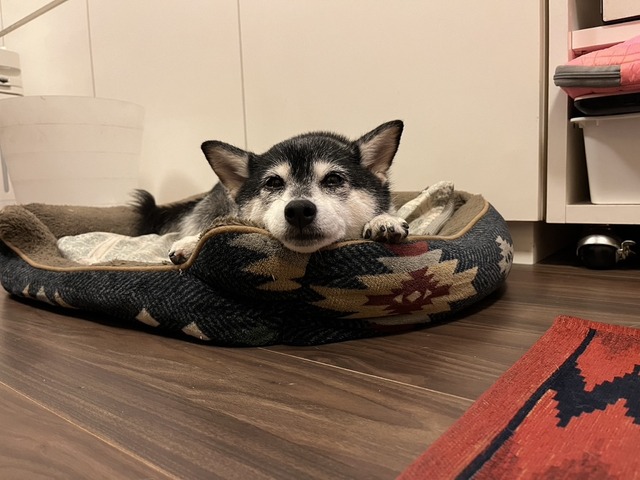 酷暑の目玉焼きごはんとドトールと豚生姜焼き