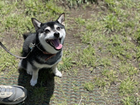 曇天の吉牛と豚蓮根