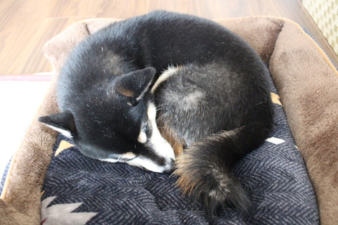 連日の晴天と海苔巻きランチと空耳アワー