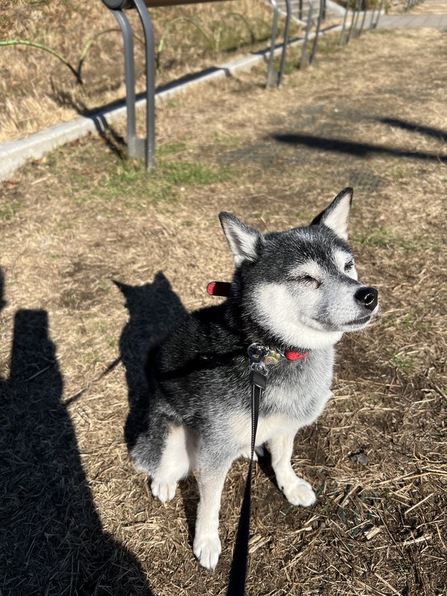 ロックの日のチキンささみカツと広東麺