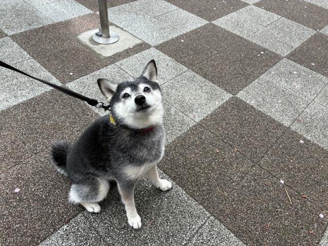 雨上がりの海鮮丼と豚生姜焼き