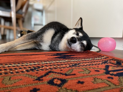 4219F408-7D43-448D-846C-8C8807D70FD6_1_105_c