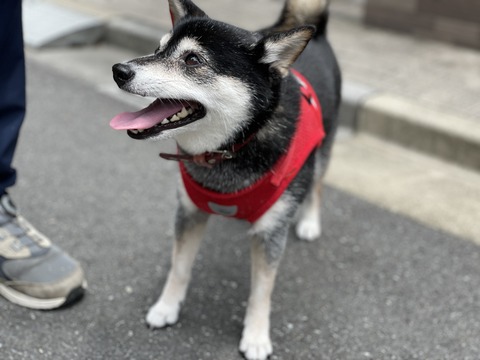 曇天の稲庭うどんと田島貴男&喬太郎異色ライブ