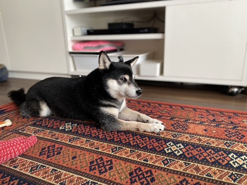 CEC7D2AB-3407-4143-B163-3DB8DAD3F572_1_105_c