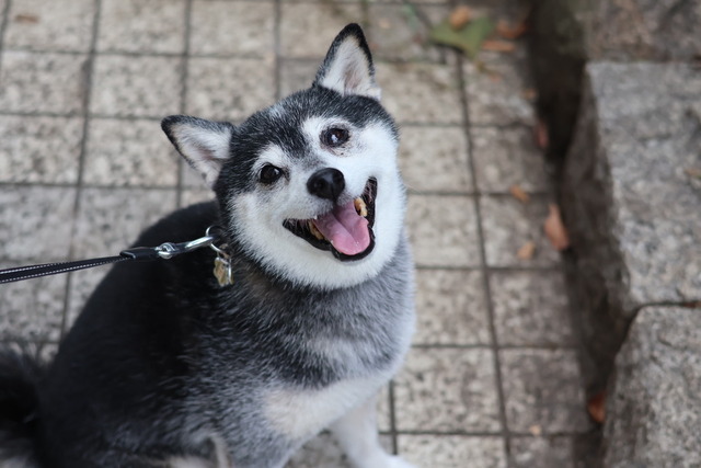 深秋の納豆ランチと極上ケーキと秋刀魚塩焼き