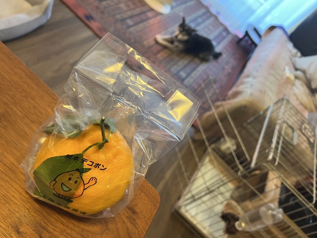 C25F73E5-8136-436D-AFC0-2B333D75CEC3_1_105_c