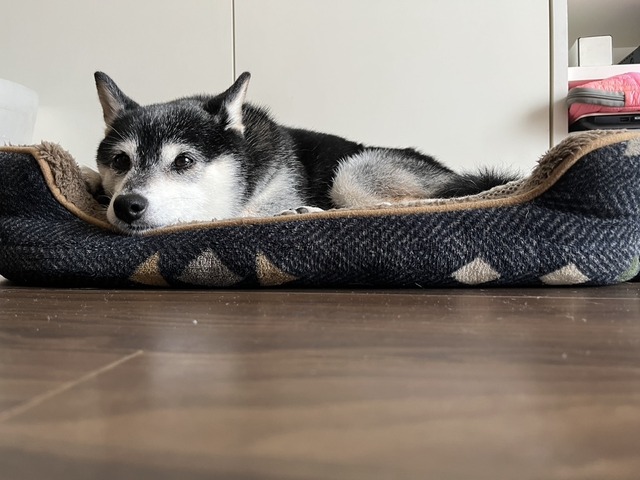 驟雨のボンゴレビアンコとてんぐの小宴