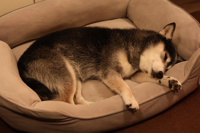 厳寒のちりめんおかゆと鶏大根