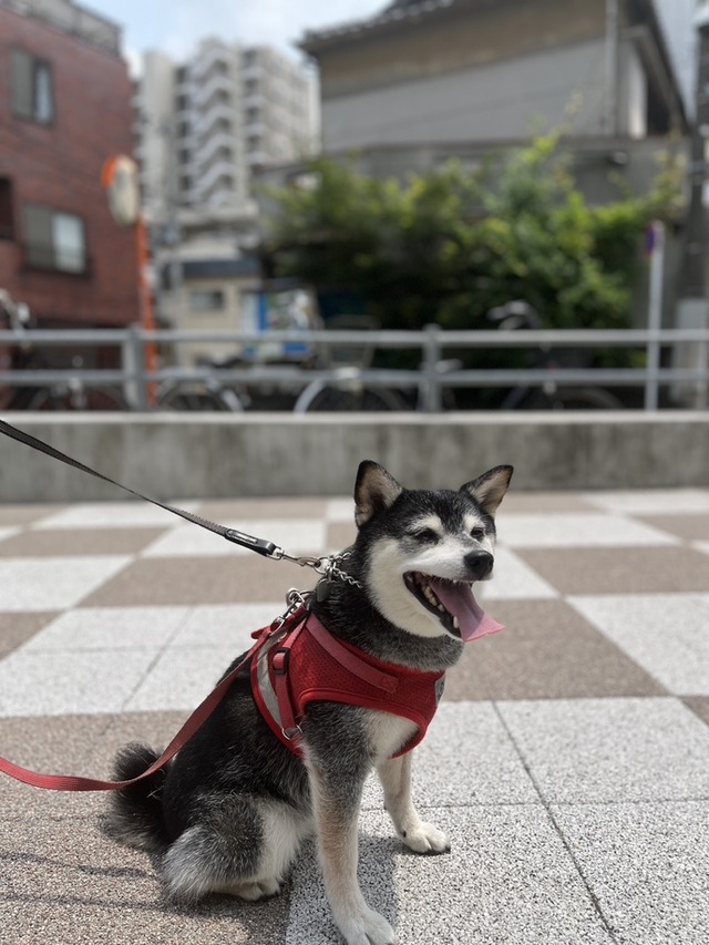 曇天の無印ごはんとスパイダーマンとサイゼリヤ