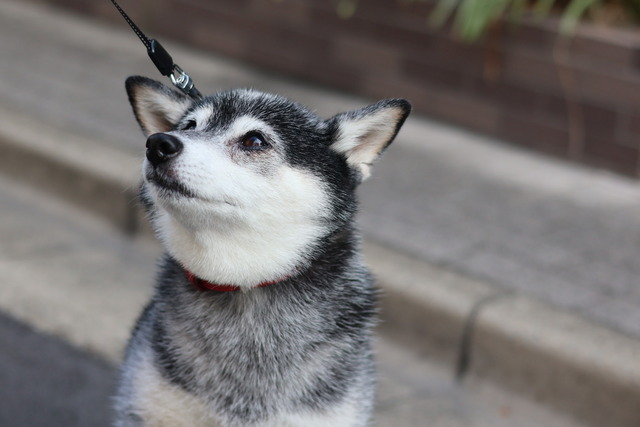 F16FE305-1F99-4AAC-B62D-ADB502B543AF