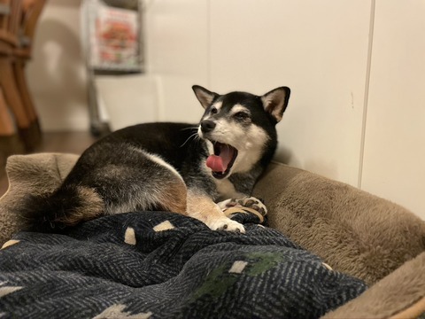 憂国忌の喜多方ラーメンと白菜すき焼き風