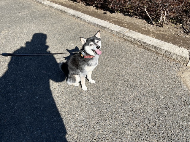 冬晴れのハムトーストとサーモンフライと鮎川誠